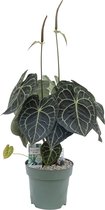 Anthurium Clarinervium XXL 70cm hoog Ø30cm