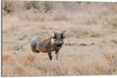 Dibond - Aankijkend Zwijn in Droog Afrikaans Landschap - 75x50 cm Foto op Aluminium (Wanddecoratie van metaal)
