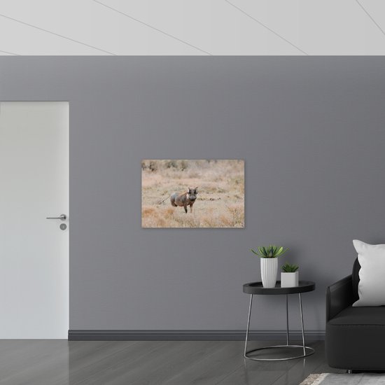 Dibond - Aankijkend Zwijn in Droog Afrikaans Landschap - 90x60 cm Foto op Aluminium (Wanddecoratie van metaal)
