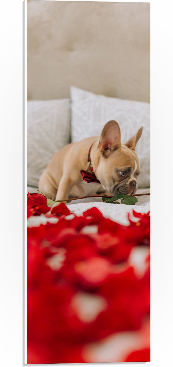 PVC Schuimplaat - Hondje op Bed met Rode Rozenblaadjes - Franse Buldog - 20x60 cm Foto op