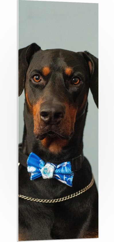 WallClassics - PVC Schuimplaat- Hond met Blauwe Strik - 40x120 cm Foto op PVC Schuimplaat