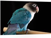 PVC Schuimplaat - Blauw met Wit en Zwart Gekleurde Vogel op Standaard - 105x70 cm Foto op PVC Schuimplaat (Met Ophangsysteem)