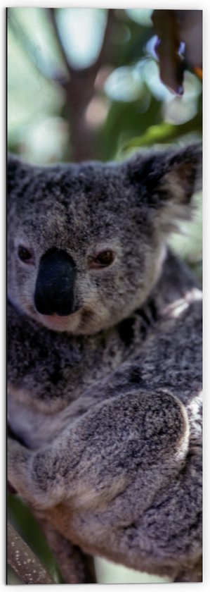 WallClassics - Dibond - Koala in de Boom - 50x150 cm Foto op Aluminium (Wanddecoratie van metaal)