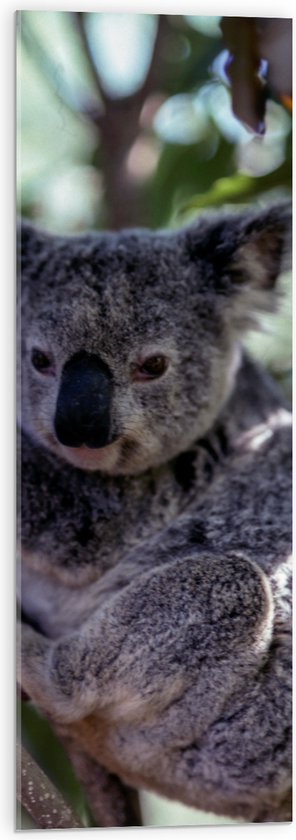 WallClassics - Acrylglas - Koala in de Boom - 30x90 cm Foto op Acrylglas (Wanddecoratie op Acrylaat)