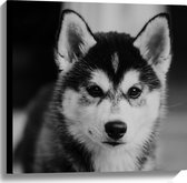 WallClassics - Canvas - Husky Hond in het Zwart Wit - 60x60 cm Foto op Canvas Schilderij (Wanddecoratie op Canvas)