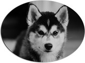 WallClassics - Dibond Ovaal - Husky Hond in het Zwart Wit - 56x42 cm Foto op Ovaal (Met Ophangsysteem)