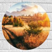 Muursticker Cirkel - Felle Zon over Landschap met Oranje Bomen en Droge Grassen - 40x40 cm Foto op Muursticker