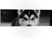 WallClassics - PVC Schuimplaat - Husky Hond in het Zwart Wit - 90x30 cm Foto op PVC Schuimplaat (Met Ophangsysteem)