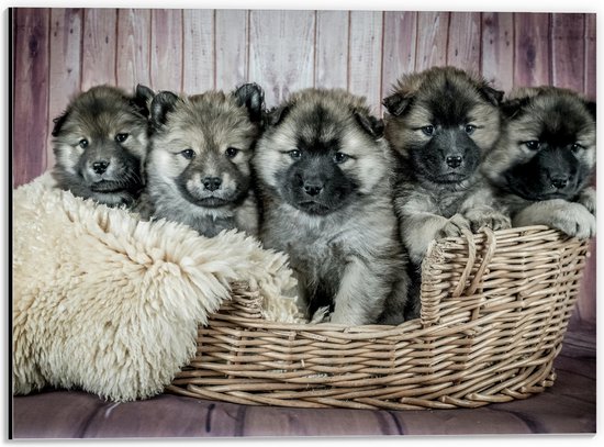 WallClassics - Dibond - Schattige Puppy's in Mand met zacht Dekentje - Eurasiër - 40x30 cm Foto op Aluminium (Met Ophangsysteem)