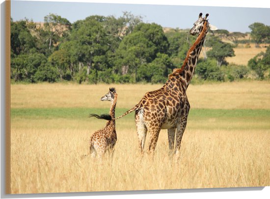 WallClassics - Hout - Lopende Giraffe en Baby Giraffe - 100x75 cm - 9 mm dik - Foto op Hout (Met Ophangsysteem)