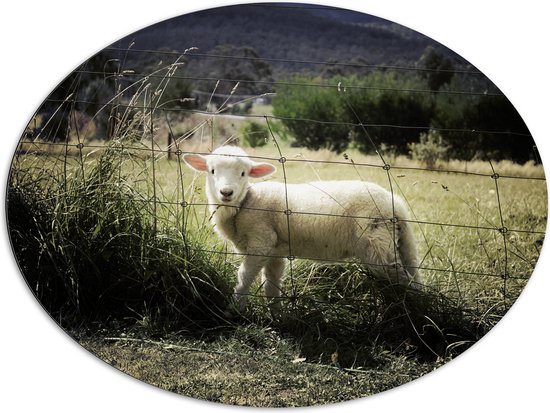 WallClassics - Dibond Ovaal - Wit Lammetje achter een Hek tussen het Gras - 108x81 cm Foto op Ovaal (Met Ophangsysteem)