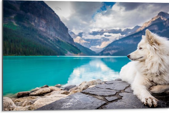 WallClassics - Dibond - Witte Hond liggend bij Bergen en Water - Samojeed - 75x50 cm Foto op Aluminium (Met Ophangsysteem)