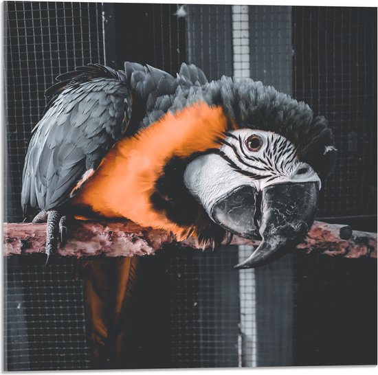 WallClassics - Acrylglas - Zwart met Oranje Papegaai op een Tak in een Kooi - 50x50 cm Foto op Acrylglas (Wanddecoratie op Acrylaat)