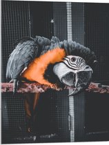 WallClassics - Verre acrylique - Perroquet Zwart et Oranje sur une branche en cage - Photo 60 x 80 cm sur verre acrylique (avec système de suspension)