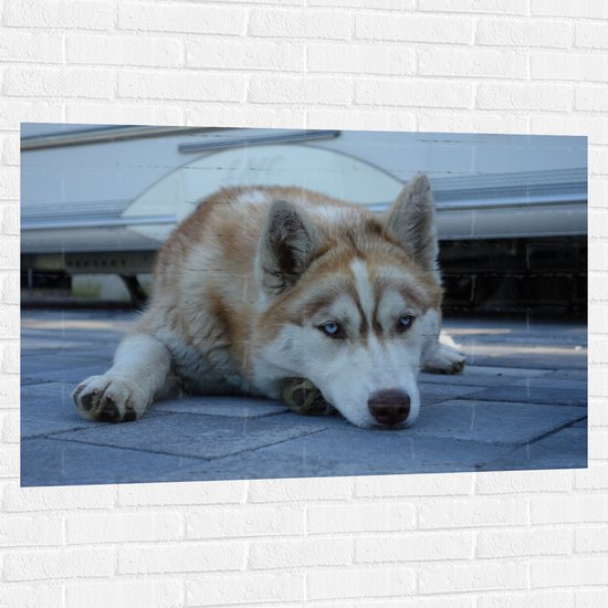 WallClassics - Muursticker - Liggende Bruine Husky op Stenen - 120x80 cm Foto op Muursticker