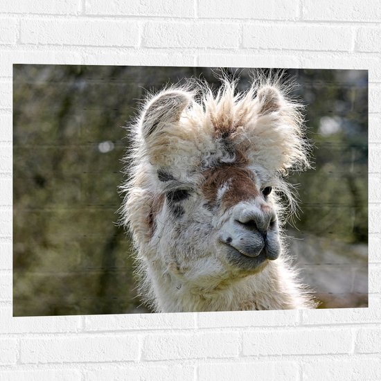 WallClassics - Muursticker - Witte Lama van dichtbij - 80x60 cm Foto op Muursticker