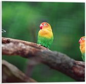 PVC Schuimplaat- Trio van Blije Kleurrijke Vogels op Takken van Bomen - 50x50 cm Foto op PVC Schuimplaat