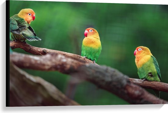 Canvas - Trio van Blije Kleurrijke Vogels op Takken van Bomen - 90x60 cm Foto op Canvas Schilderij (Wanddecoratie op Canvas)