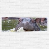 WallClassics - Muursticker - Zwemmende Nijlpaarden - 120x40 cm Foto op Muursticker