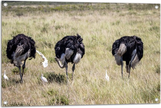 Tuinposter – Drie Struisvogels in Grasveld - 90x60 cm Foto op Tuinposter (wanddecoratie voor buiten en binnen)