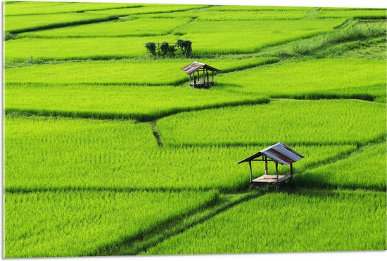 Acrylglas - Houten Hutjes in Grote Groene Rijstvelden in Vietnam - 90x60 cm Foto op Acrylglas (Wanddecoratie op Acrylaat)
