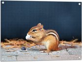 Tuinposter – Etende Rode Eekhoorn - 80x60 cm Foto op Tuinposter (wanddecoratie voor buiten en binnen)