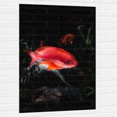 WallClassics - Muursticker - Rode Vis Zwemmend in Vijver - 80x120 cm Foto op Muursticker