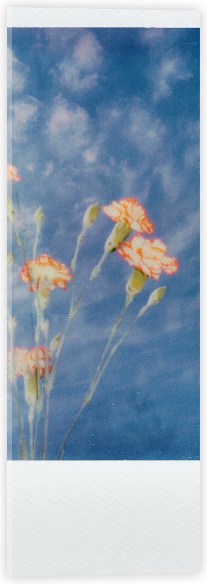Acrylglas - Polaroid Foto van Klein Groepje Bloemen onder Sluierbewolking - 20x60 cm Foto op Acrylglas (Met Ophangsysteem)