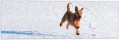 WallClassics - Vlag - Bruine Hond rennend in de Sneeuw - 60x20 cm Foto op Polyester Vlag