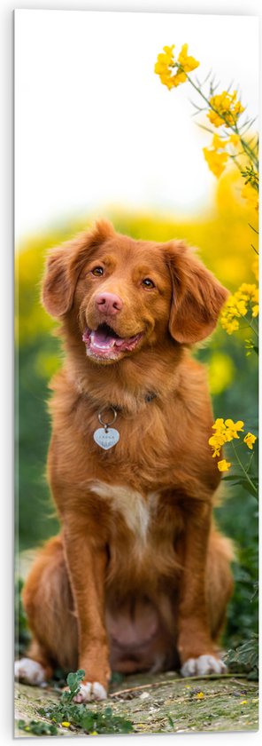 WallClassics - Acrylglas - Bruine Hond naast Gele Bloemen - 30x90 cm Foto op Acrylglas (Met Ophangsysteem)