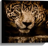 WallClassics - Canvas - Bruine Jaguar - 40x40 cm Foto op Canvas Schilderij (Wanddecoratie op Canvas)
