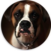 WallClassics - Dibond Muurcirkel - Bruine Hond met Witte Vlekken - Boxer - 30x30 cm Foto op Aluminium Muurcirkel (met ophangsysteem)