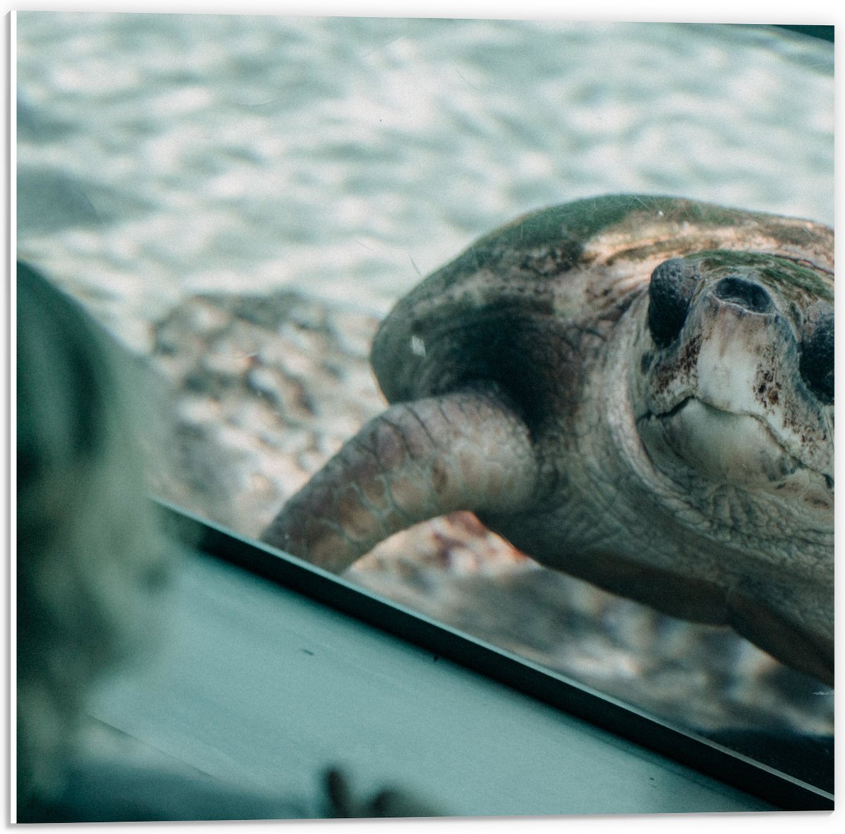 PVC Schuimplaat - Grote Schildpad achter Glas in Aquarium - 50x50 cm Foto op PVC Schuimplaat (Met Ophangsysteem)