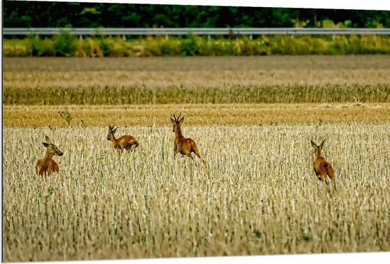 WallClassics - Dibond - Vier Herten Rennend door de Wei - 120x80 cm Foto op Aluminium (Met Ophangsysteem)