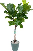 Grote Ficus Lyrata (Tabaksplant) kamerplant| Kamerplant in pot |  ↕ Hoogte 130cm | Ø27cm