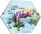 Dibond Hexagon - Roze Bloemen Groeiend door Laag Sneeuw - 70x60.9 cm Foto op Hexagon (Met Ophangsysteem)
