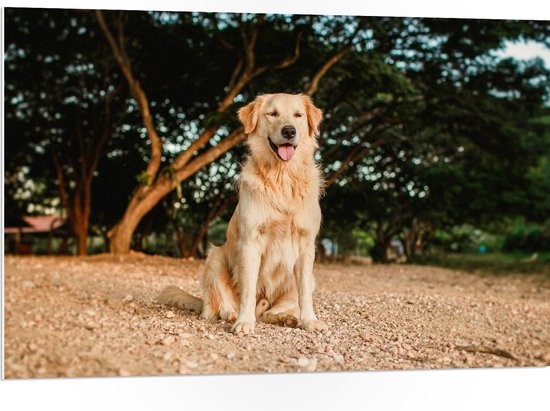 WallClassics - PVC Schuimplaat- Poserende Hond in Duinen - 105x70 cm Foto op PVC Schuimplaat