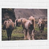 WallClassics - Muursticker - Kudde Friese Paarden - 80x60 cm Foto op Muursticker