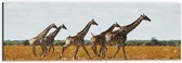 Dibond - Kudde Rennende Giraffen door Afrikaans Landschap - 60x20 cm Foto op Aluminium (Wanddecoratie van metaal)