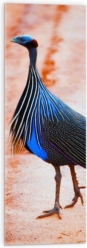 Acrylglas - Lopende Blauwe Gierparelhoen Vogel - 30x90 cm Foto op Acrylglas (Wanddecoratie op Acrylaat)