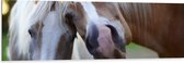 WallClassics - Dibond - Poserende Paarden voor Camera - 150x50 cm Foto op Aluminium (Wanddecoratie van metaal)