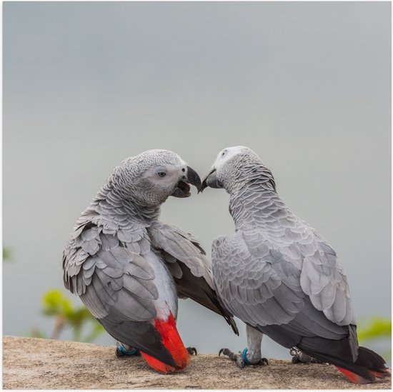 Poster Glanzend – Liefdevol Grijs Vogelpaar met Rode Staarten - 50x50 cm Foto op Posterpapier met Glanzende Afwerking