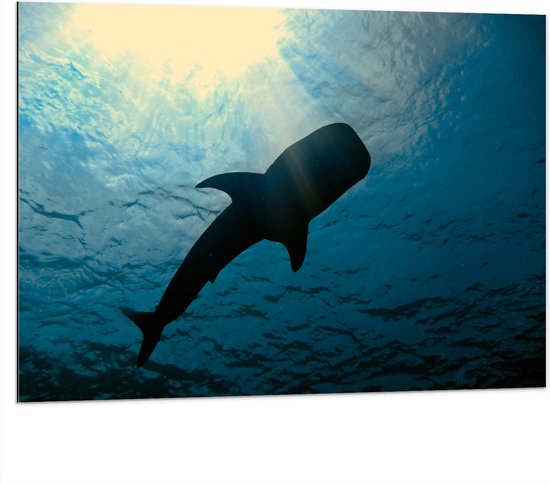 Dibond - Onderaanzicht van Walvis in de Zee bij het Wateroppervlak - 100x75 cm Foto op Aluminium (Met Ophangsysteem)