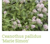 Ceanothus pallidus 'marie simon' - Amerikaanse Sering , Herfstsering, Sikkelbloem 40 - 50 cm in pot