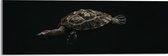 WallClassics - Acrylglas - Schildpad zwemmend in Zwart Water - 60x20 cm Foto op Acrylglas (Wanddecoratie op Acrylaat)