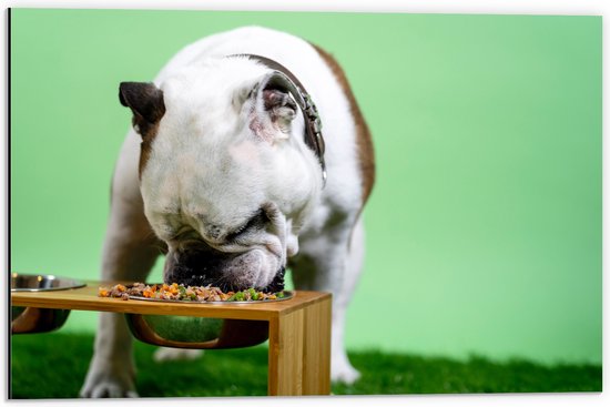 WallClassics - Dibond - Hondje aan het Eten voor Groene Achtergrond - Buldog - 60x40 cm Foto op Aluminium (Wanddecoratie van metaal)