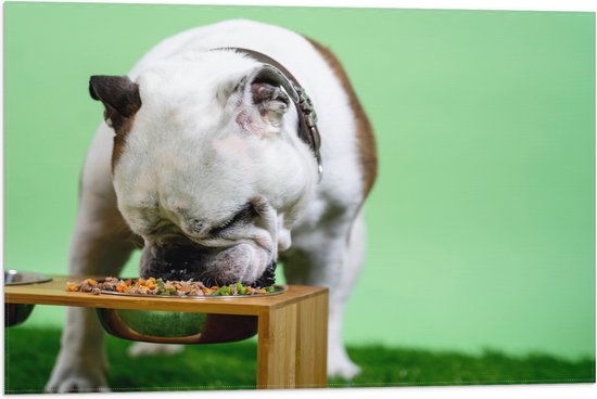 WallClassics - Vlag - Hondje aan het Eten voor Groene Achtergrond - Buldog - 75x50 cm Foto op Polyester Vlag
