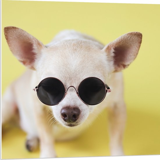 PVC Schuimplaat- Coole Chihuahua Hond met Zonnebril op Gele Achtergrond - 80x80 cm Foto op PVC Schuimplaat