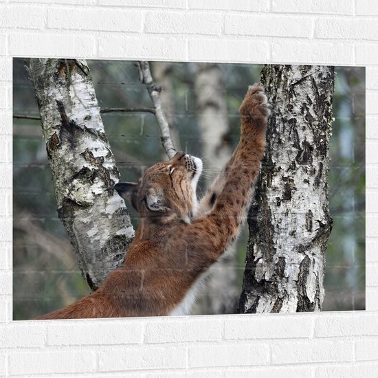 WallClassics - Muursticker - Lynx Krabbend aan een Boom - 100x75 cm Foto op Muursticker