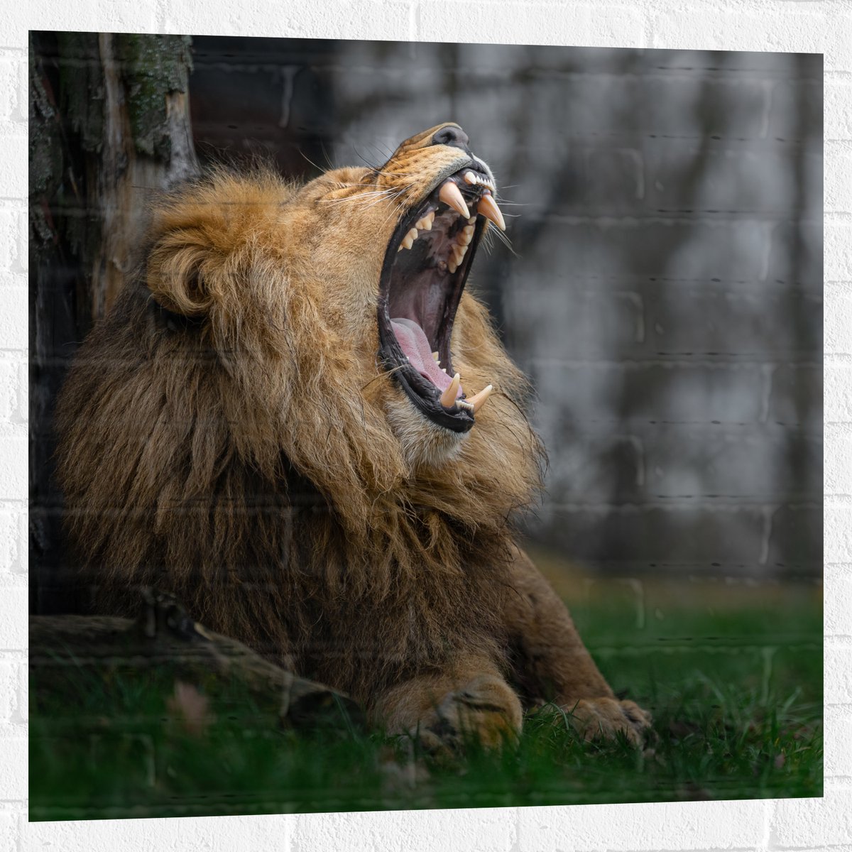 Muursticker - Brullende Leeuw met Grote Tanden tegen Boomstam in Grasveld - 80x80 cm Foto